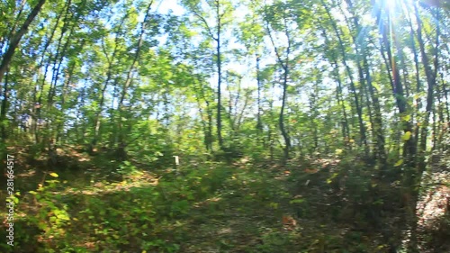 Forest at Isesaki castle ruin site,  Ueda,  Nagano Prefecture,  Japan photo