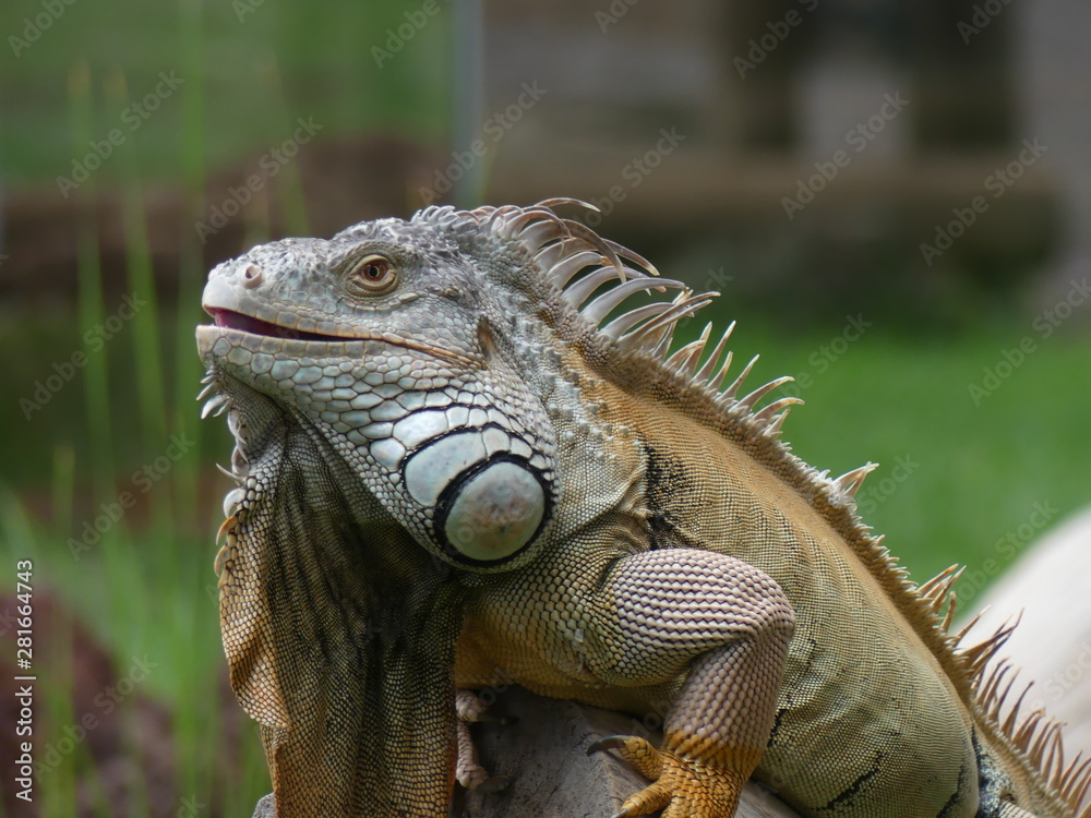 Naklejka premium reptilia