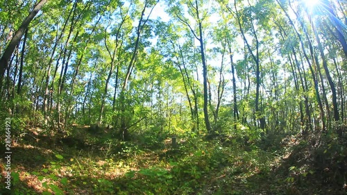 Forest at Isesaki castle ruin site,  Ueda,  Nagano Prefecture,  Japan photo