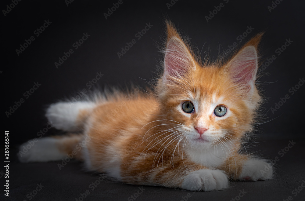 Kitten Maine Coon color red with white isolated on black background	