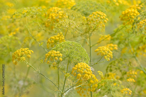 gelber Riesenfenchel (Ferula communis), Griechenland -  yellow giant fennel, Greece photo