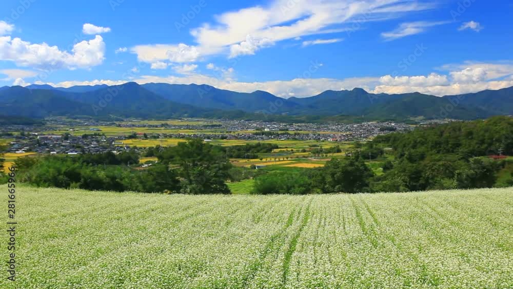 Zoom out of buckwheat field and mountains Zoom out of buckwheat field and mountains