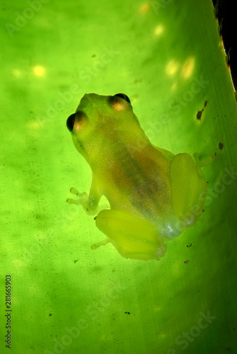 Yellow heart tongued frog photographed in Guarapari, Espirito Santo. Southeast of Brazil. Atlantic Forest Biome. Picture made in 2007. photo