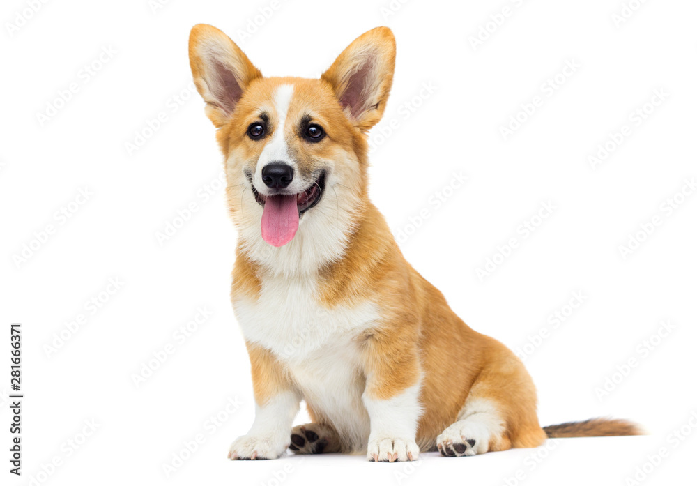 red welsh corgi puppy sitting in full growth on a white backgrou