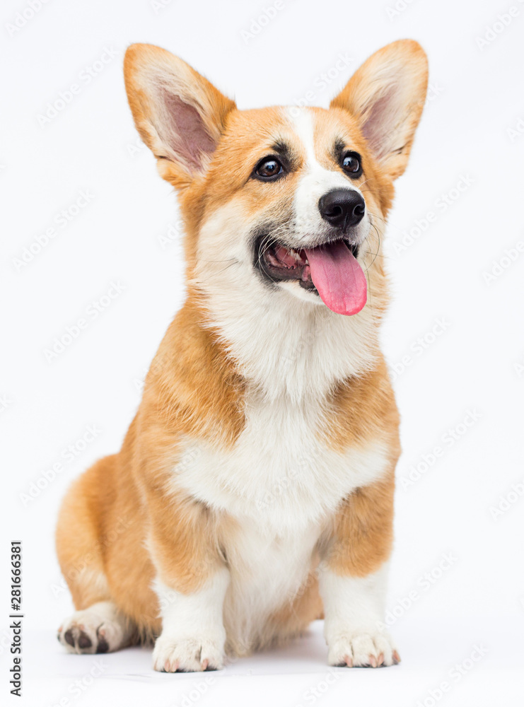 red welsh corgi puppy looking