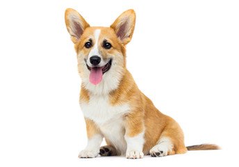 red welsh corgi puppy sitting in full growth on a white backgrou