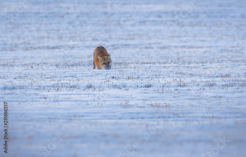 Red fox in the winter