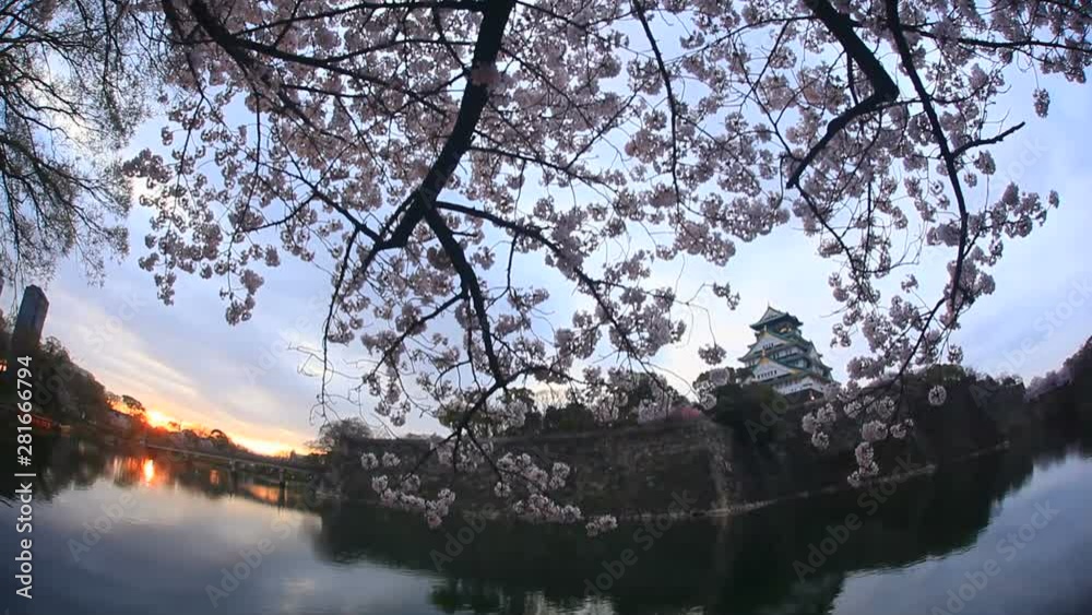 Cherry blossom branches over moat of Osaka Castle at sunrise Cherry blossom branches over moat of Osaka Castle at sunrise