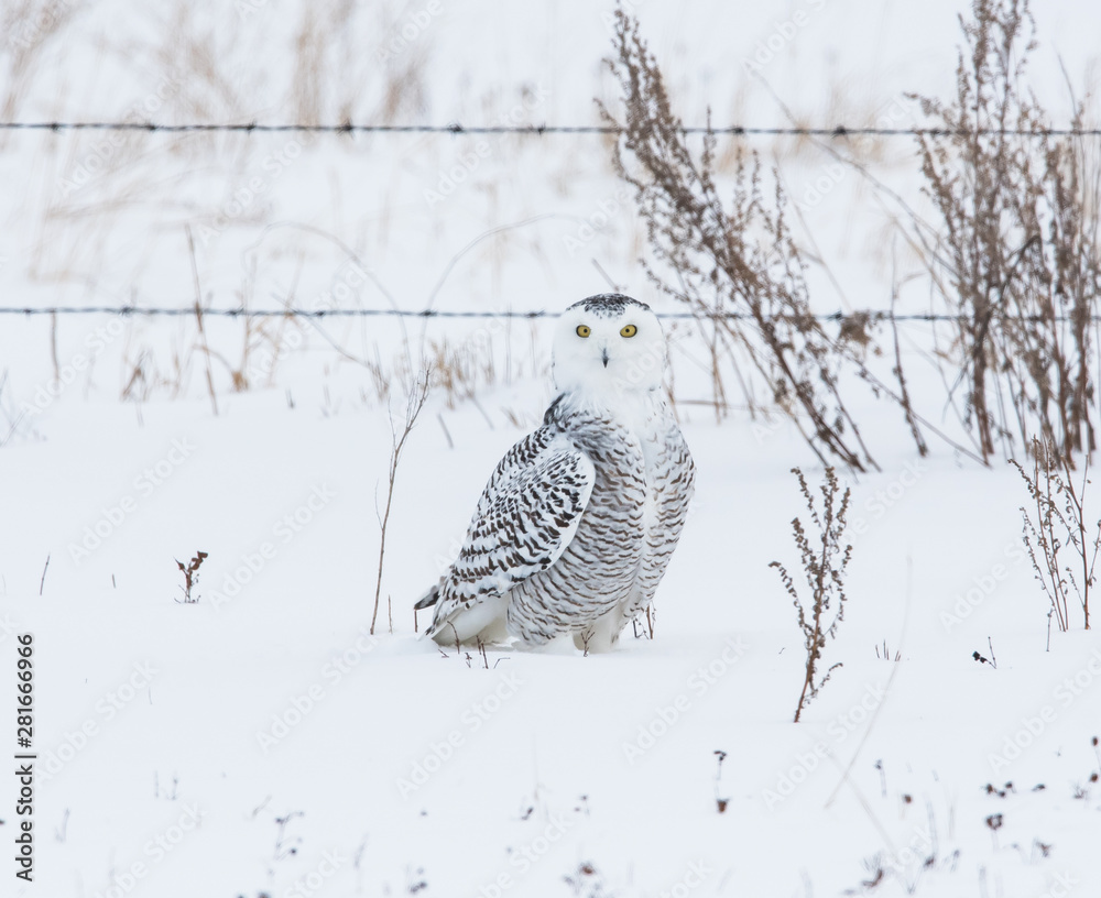Fototapeta premium Snowy owl in rural Alberta