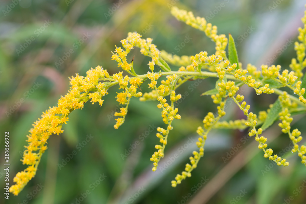 Solidago canadensis Canada goldenrod yellow flowers Solidago canadensis Canada goldenrod yellow flowers
