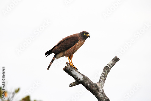 Roadside Hawk photographed in Guarapari, Espirito Santo. Southeast of Brazil. Atlantic Forest Biome. Picture made in 2007.