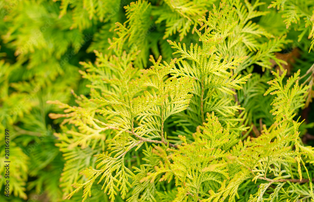 natural background - green thuja leaves natural background - green thuja leaves