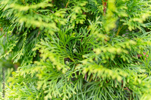 natural background - green thuja leaves