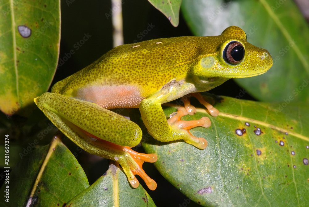 Obraz premium White banded tree frog photographed in Guarapari, Espirito Santo. Southeast of Brazil. Atlantic Forest Biome. Picture made in 2007.