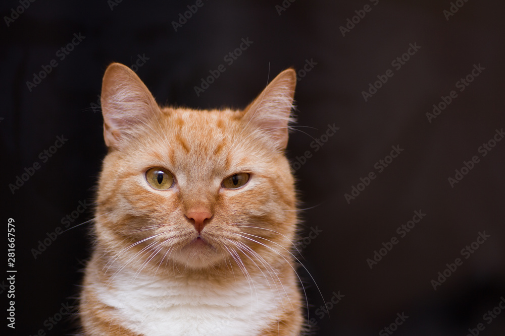 rufous red cat squinted black backgruond cute nice lovely rufous red cat squinted black backgruond cute nice lovely