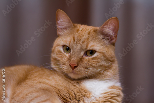 rufous cat look at camera blur backgruond © Natasha