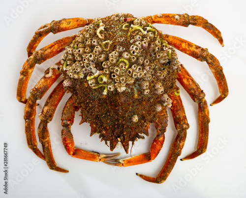 Принти на полотні Spider crab on white surface