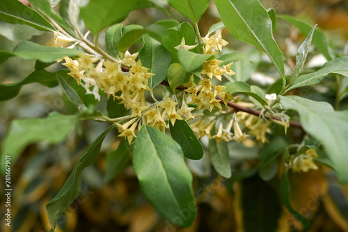 Elaeagnus umbellata