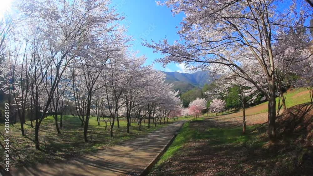 View of path and cherry blossom City, Nagano Prefecture View of path and cherry blossom City, Nagano Prefecture