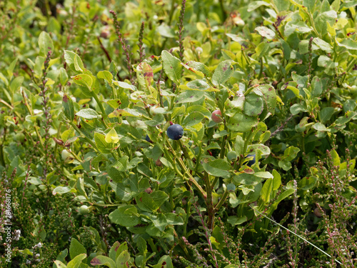 Die Heidelbeere  kleine runde schwarzblaue Fr  chte des Waldes    Vaccinium myrtillus