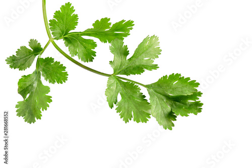 close up of green coriander vegetable isolated on white background. 