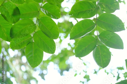 Young tropical tree leaves growing in a garden with warm light and green nature background 