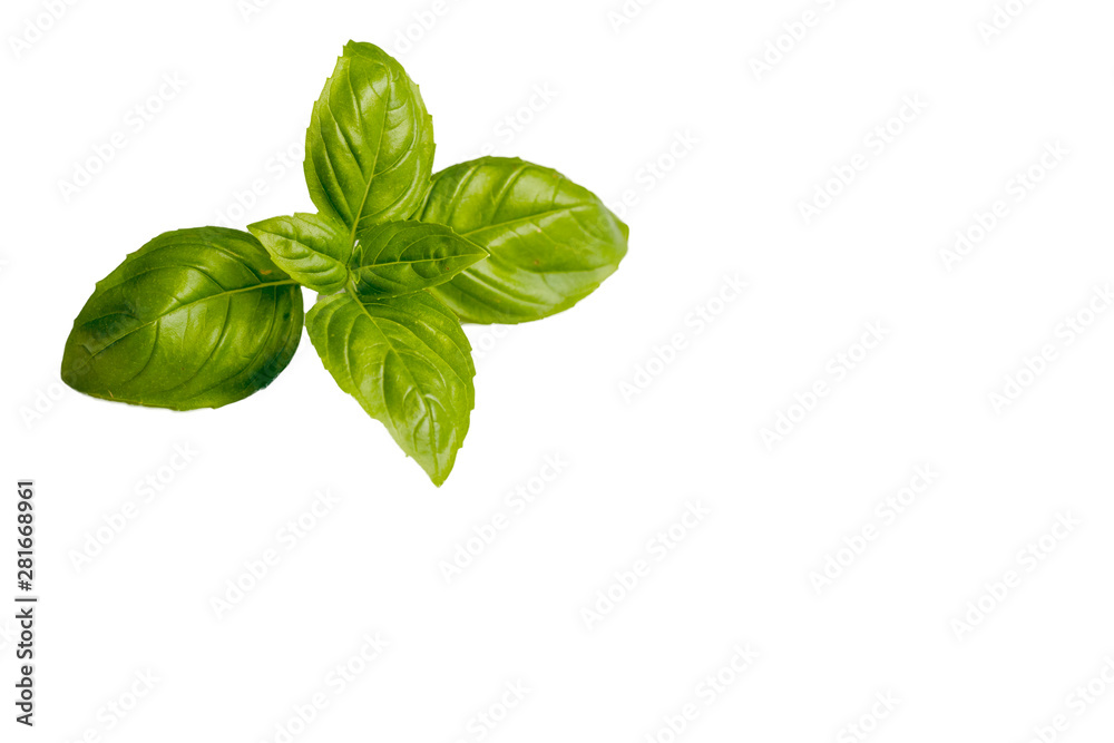 Background of green basil leaves, fresh, spice in European cuisine. isolated on white background. Background of green basil leaves, fresh, spice in European cuisine. isolated on white background.