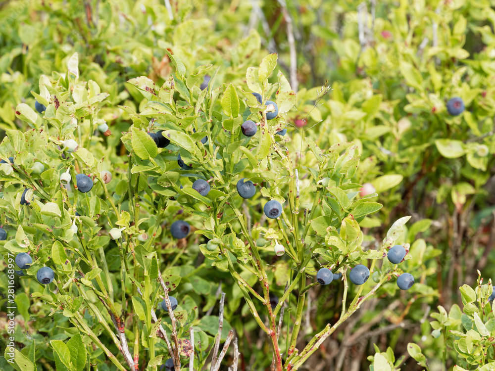 Die Heidelbeere, kleine runde schwarzblaue Früchte des Waldes | Vaccinium myrtillus Die Heidelbeere, kleine runde schwarzblaue Früchte des Waldes | Vaccinium myrtillus