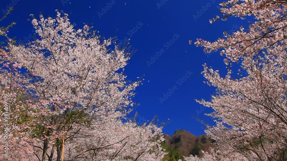 View of path and cherry blossom City, Nagano Prefecture View of path and cherry blossom City, Nagano Prefecture