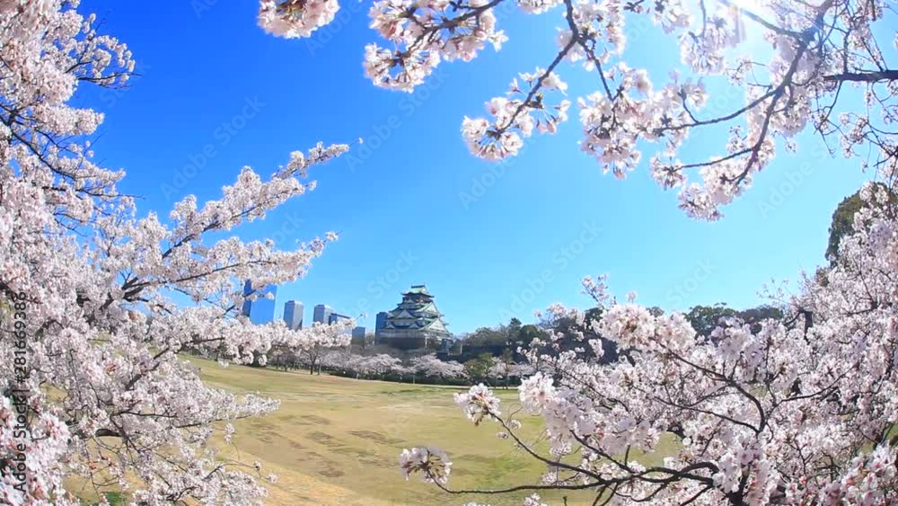 Cherry blossoms blooming in park in front of Osaka Castle Cherry blossoms blooming in park in front of Osaka Castle