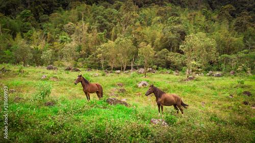 Brown horses walking through humid forest. There is a lot of vegetation around them