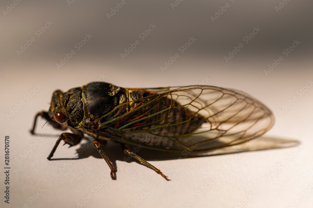 Cicada is a genus of old world cicadas in the family Cicadidae, and the
