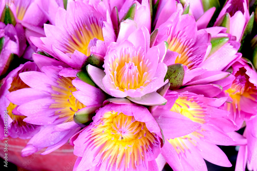 Obraz premium Closeup beautiful flower in the garden of landmark.