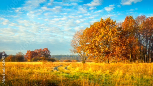 Autumn nature. October landscape on sunny bright day. Colorful trees on beautiful meadow in morning