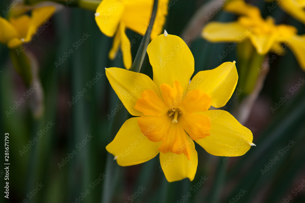 daffodils in garden