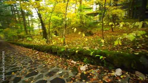 Panning left view of forest photo