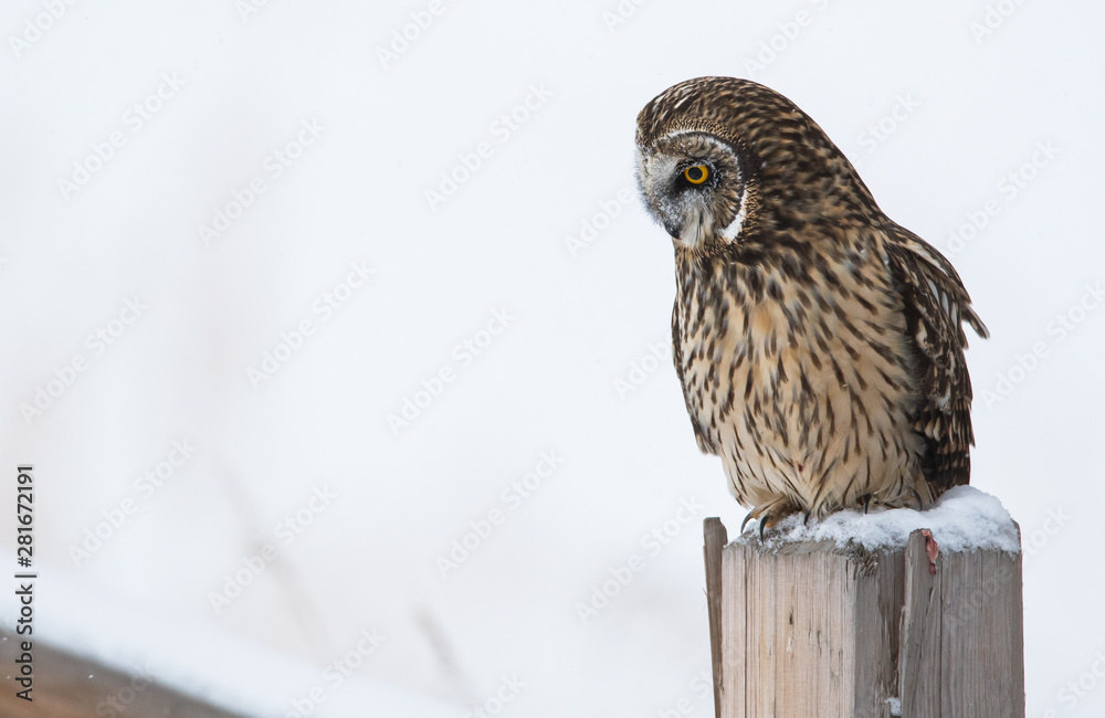Short eared owl in Canada