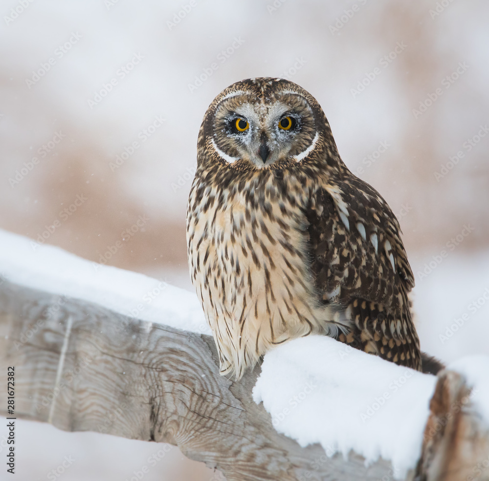 Fototapeta premium Short eared owl in Canada