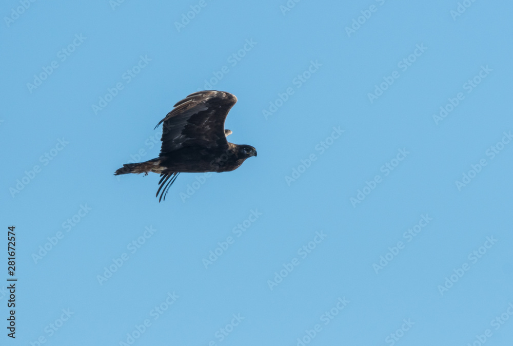Fototapeta premium Short eared owl in Canada