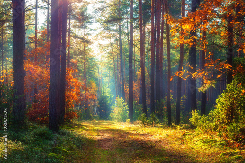 Amazing autumn forest in morning sunlight. Red and yellow leaves on trees in woodland. Scenic landscape