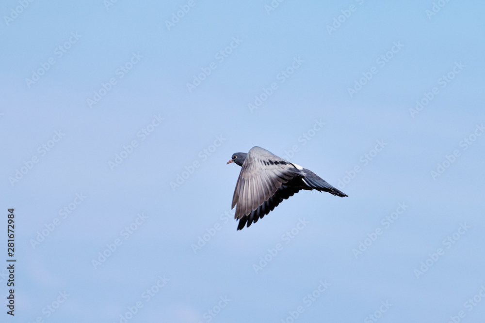 The bird flies on a background of blue sky The bird flies on a background of blue sky