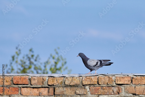 The bird flies on a background of blue sky © evakad17