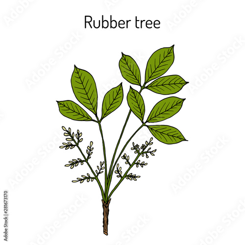 Rubber tree hevea brasiliensis  photo