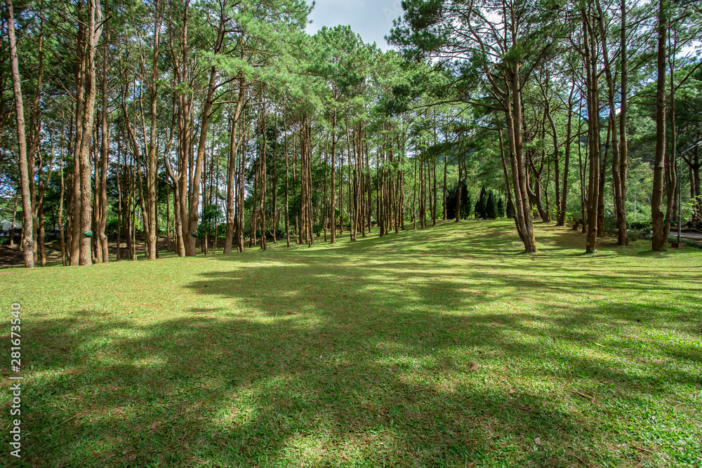 Agricultural Field, Land, Meadow, Public Park, Thailand