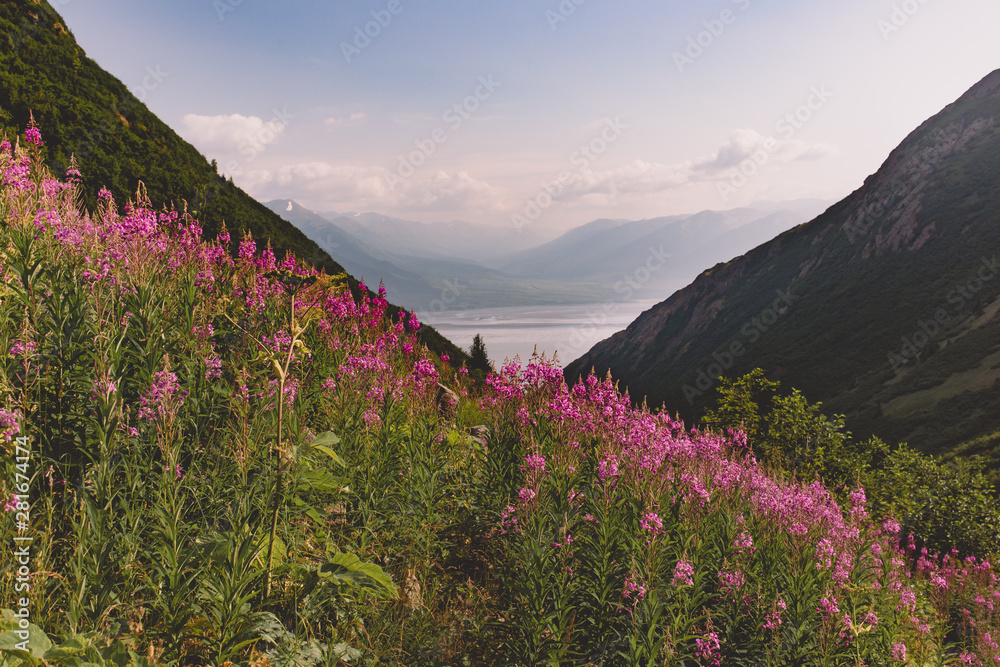Alaska Summer Alaska Summer