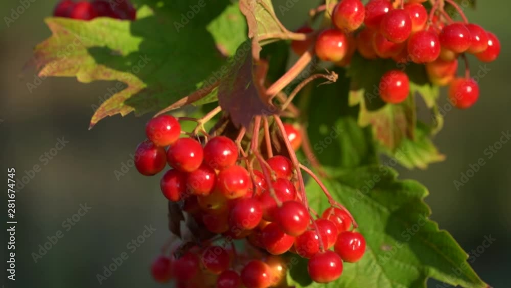 Red berries of viburnum on a bush in the forest. Branch of red Viburnum in the garden. Viburnum berries and leaves of viburnum in summer outdoors. Slow motion Red berries of viburnum on a bush in the forest. Branch of red Viburnum in the garden. Viburnum berries and leaves of viburnum in summer outdoors. Slow motion