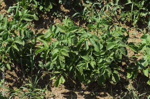 fresh, new, eco, green, plant of potato on an agricultural field 