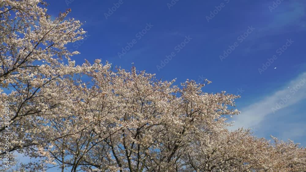 Blossoming Cherry Blossom cherry tree grove, Japan Blossoming Cherry Blossom cherry tree grove, Japan