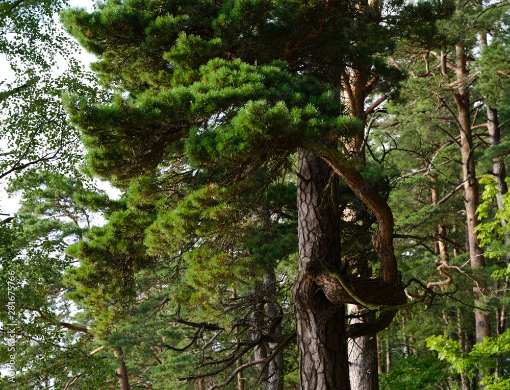 Naklejka premium Strange pine branches at Vistytis regional park, Lithuania, Europe