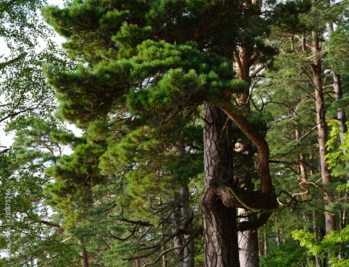 Strange pine branches at Vistytis regional park, Lithuania, Europe photo